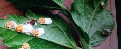 Scale Insects On Hibiscus Archives - Garden Answers