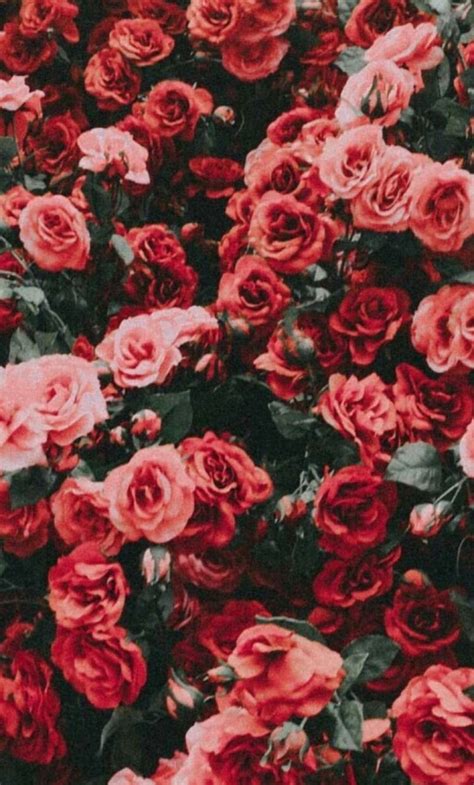 Roses Aesthetic Wallpapers - Wallpaper Cave