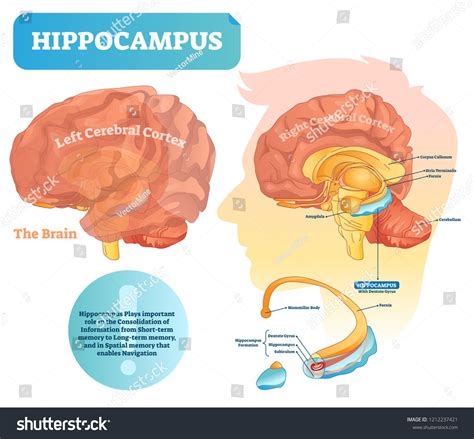 Hippocampus vector illustration. Labeled diagram with isolated closeup structure and location ...