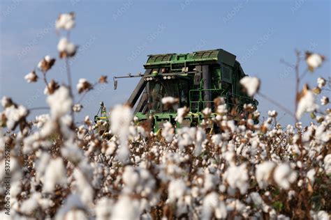 John Deere type cotton picker, 6 rows in a cotton field during picking Stock Photo | Adobe Stock