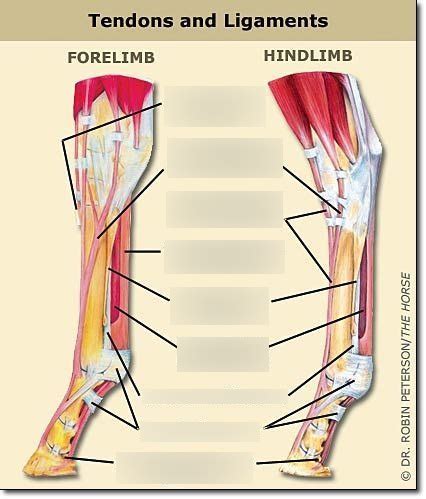 Horse leg ligament anatomy (fore and hind) Diagram | Quizlet