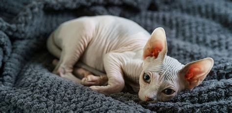 Hairless Cat Breeds - Which cats are naked? The Vets