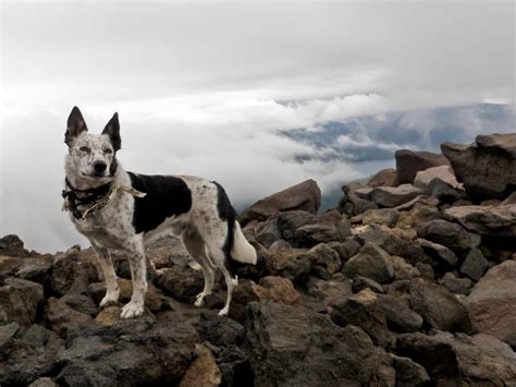 23+ Border Collie Blue Heeler Australian Cattle Dog - l2sanpiero