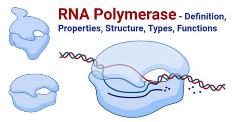 RNA Polymerase: Properties, Structure, Types, Functions