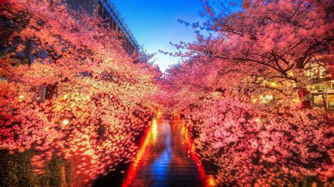 Japan Cherry Blossom Wallpapers - Top Free Japan Cherry Blossom Backgrounds - WallpaperAccess