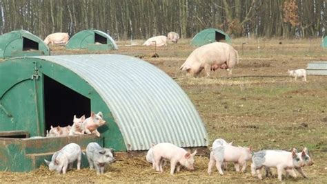 Controversial Upton pig farm proposals given green light by councillors