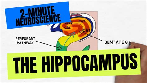 2-Minute Neuroscience: The Hippocampus - YouTube