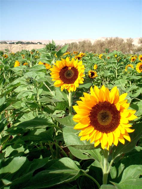 Flowers & Ornamental Plants Archives - Arava R&D