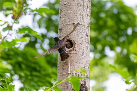 14 Different Types of Bird Nests (With Pictures)