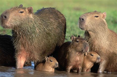 8 Surprising Facts About Capybaras