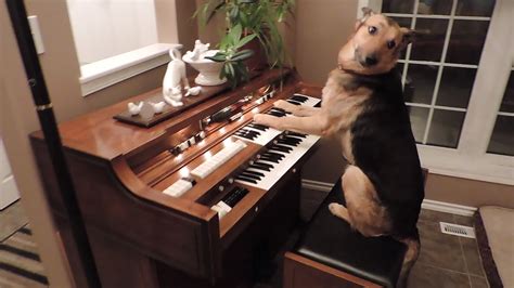 Dog playing organ Blank Template - Imgflip