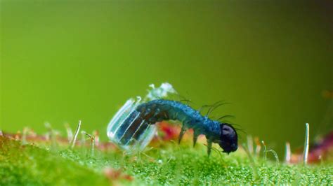 Sex, Lies and Butterflies | Baby Caterpillar Hatches from Tiny Butterfly Egg | Nature | PBS