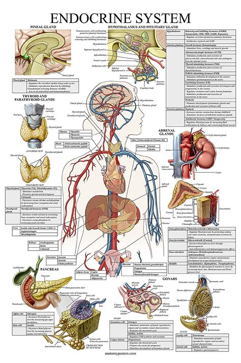 10 Pack – Anatomical Poster Set – Anatomy Posters