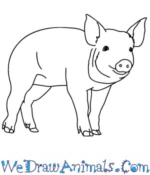 How to Draw a Realistic Pig