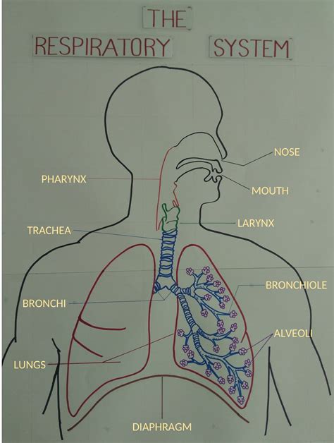 Rat Respiratory System Diagram