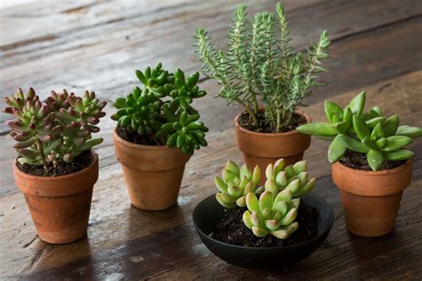 Succulents Explained: How to Identify and Grow 12 Favorites - Gardenista