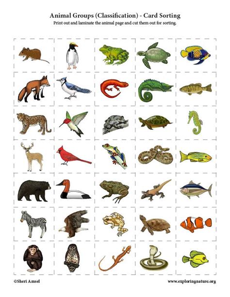 Wonderful Animal Classification Activities For Preschoolers Princess Worksheets Preschool