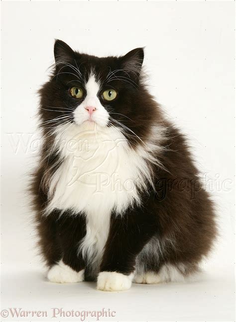 Fat black-and-white cat photo WP26267