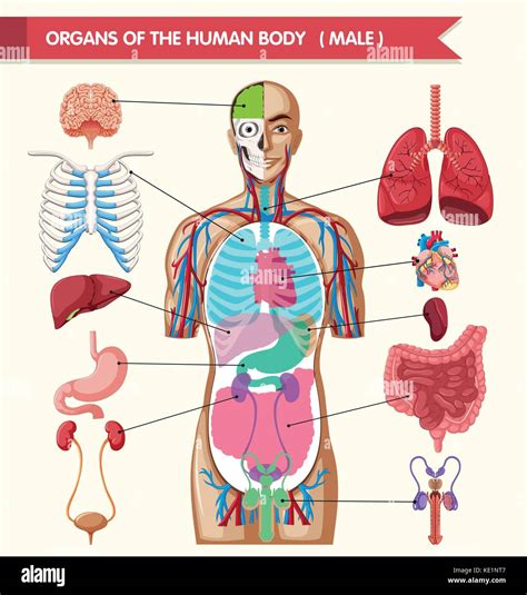 Chart showing organs of human body illustration Stock Vector Image & Art - Alamy