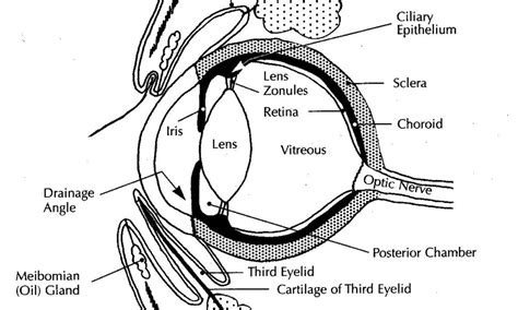 Diagram Of Horse Eye