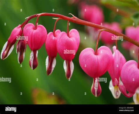 Sophia Durack: Heart Shaped Flowers Plant : Bleeding Heart Care Planting Blooming For This Heart ...