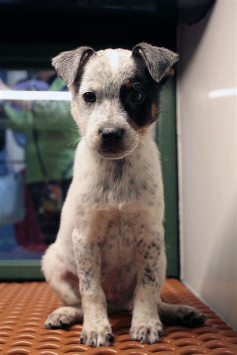 Blue Heeler Jack Russell Terrier Mix - MIXREDP