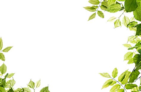 Free Plant Border Png, Download Free Plant Border Png png images, Free ClipArts on Clipart Library