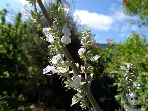 Salvia apiana - White sage - Bee sage care and culture | Travaldo's blog