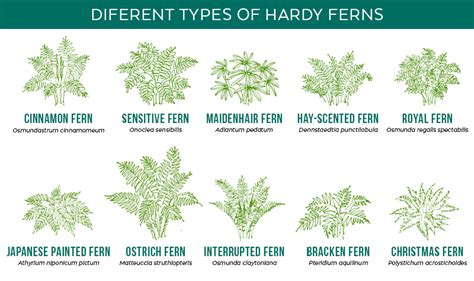 Different Types Of Indoor Ferns - megan-horsinaround