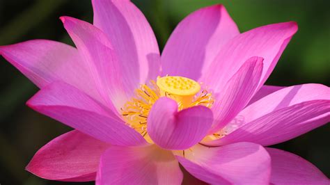 Lotus Flower Wallpapers, Pictures, Images