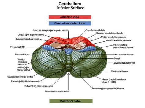 Cerebellar Anatomy - Anatomical Charts & Posters