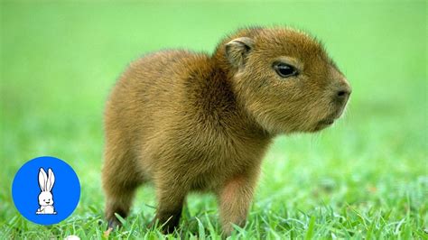 Baby Capybara Playing - CUTEST Compilation | Doovi