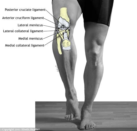 Knee Tendons And Ligaments Diagram