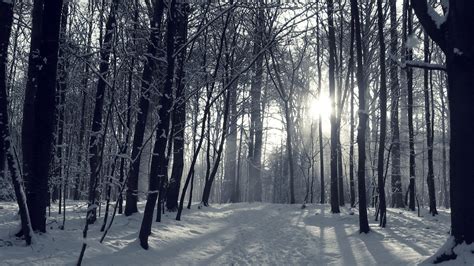 Snowy Forest Wallpaper (70+ pictures) - WallpaperSet