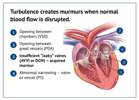 How To Treat Heart Murmur In Dogs - BEST HOME DESIGN IDEAS