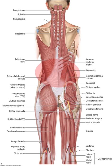 Back Muscles Diagram Female