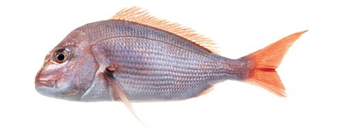 Snapper | Fish Species of New Zealand