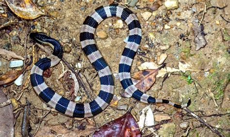 Belcher’s Sea Snake – "OCEAN TREASURES" Memorial Library