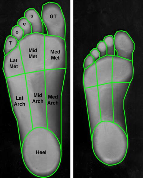 Foot sole area measurement. The surface areas of 9 different individual... | Download Scientific ...