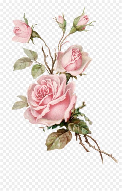 Vintage Pink Rose Png Cut Out From An Old Postcard - Vintage Pink Rose Png - Free Transparent ...