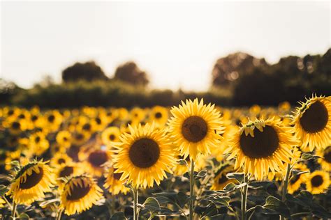 1920x1080 Sunflowers Laptop Full HD 1080P HD 4k Wallpapers, Images, Backgrounds, Photos and Pictures