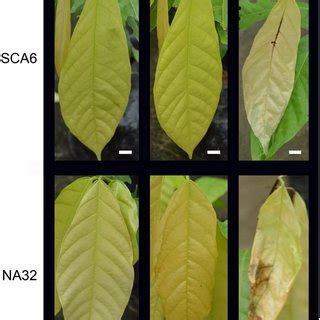 Disease progression after inoculation of plants with zoospores.... | Download Scientific Diagram