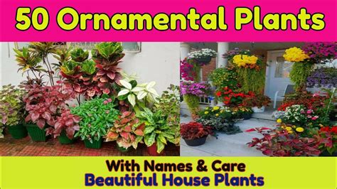 Fragrant Ornamental Plants In The Philippines | ubicaciondepersonas.cdmx.gob.mx