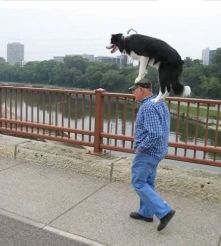 Top 10 Funny Photos of Walking A Dog