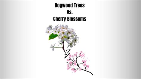 Dogwood Trees Vs Cherry Blossoms: 7 Key Differences - Everything Arboriculture