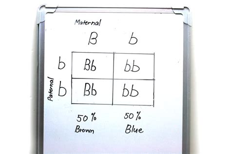 What Is A Punnett Square And Why Is It Useful In Genetics. : Punnett squares are used to figure ...