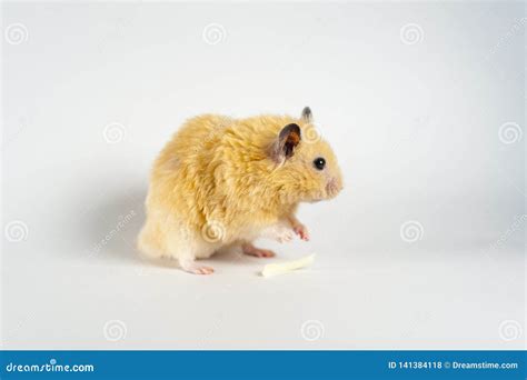 Cute Hamster Eating Banana on White Background Stock Photo - Image of bananas, banana: 141384118