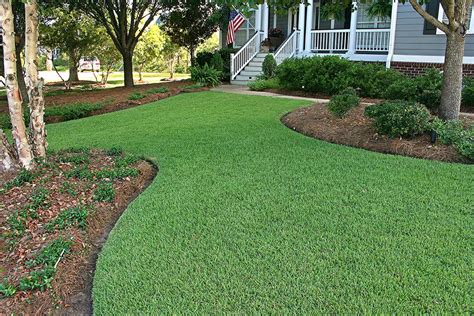 Zoysia grass for Florida Lawns - Green Earth Solutions, Inc - Lawn Care in Jacksonville, Florida