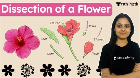 What Are The Parts Of A Hibiscus Flower | Labeled Diagram