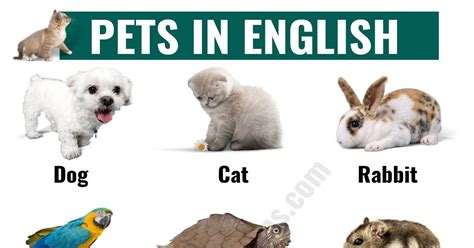 Types of Pets: Learn Different Names of Pets in English - ESL Forums